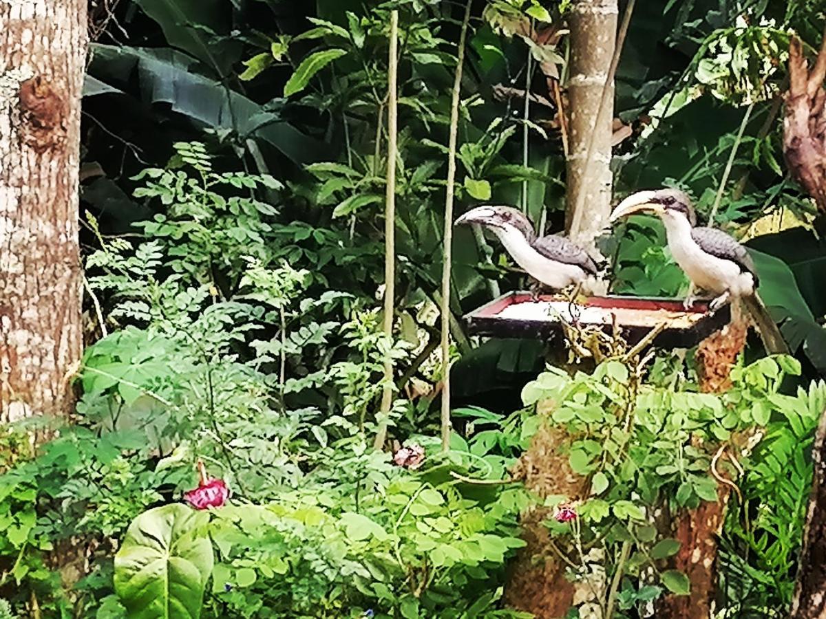 Tantra Ella Lodge Bagian luar foto